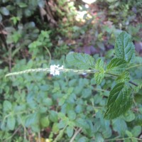 Stachytarpheta cayennensis (Rich.) Vahl